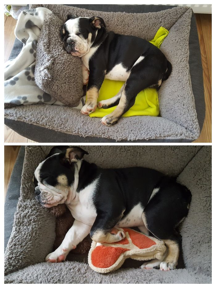 Puppy Grow So Fast :)