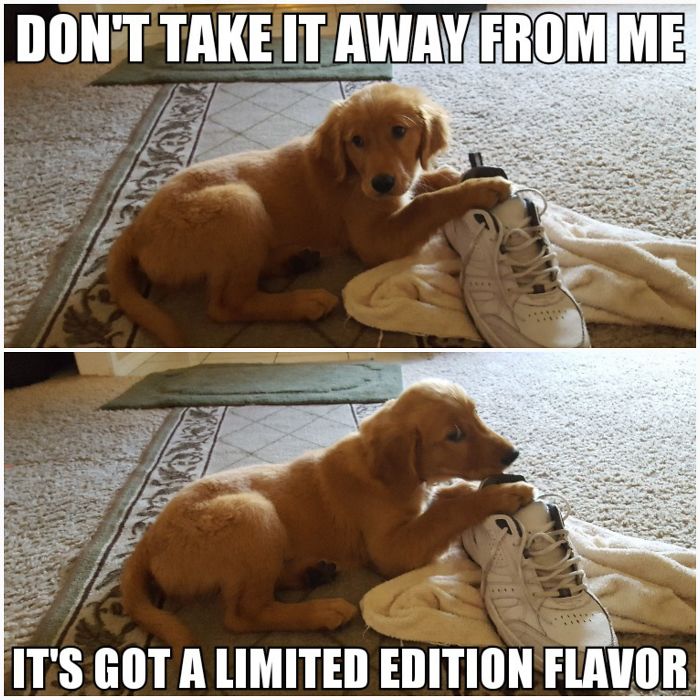 I Took Photos Of My 4-month-old Puppy & Added Captions To Them Of Her Thoughts