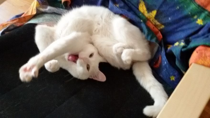 I Promise You This Is Not Catsorcism