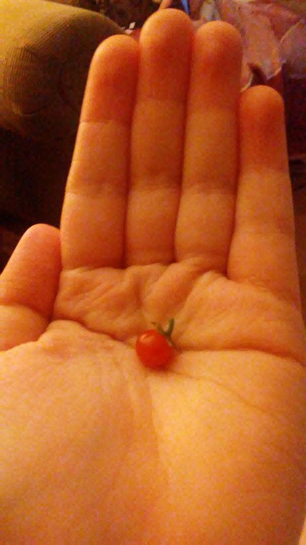 Teensy Tomato