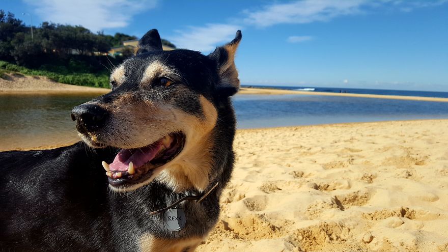Rexx, 14 Year Old Aussie Kelpie, Sydney, Australia