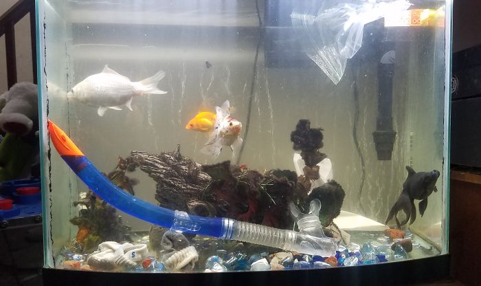 Left My Two Year Old Alone For 5 Minutes And He Redecorated The Fish Tank... Yes, Those Are Socks..