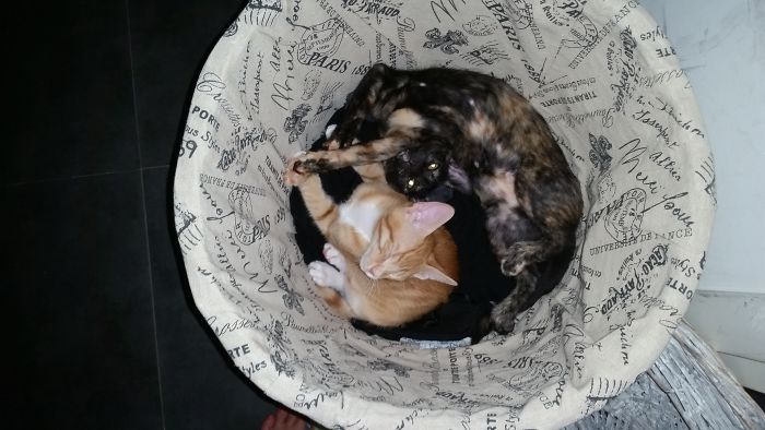 If It Fits We Sleep In It