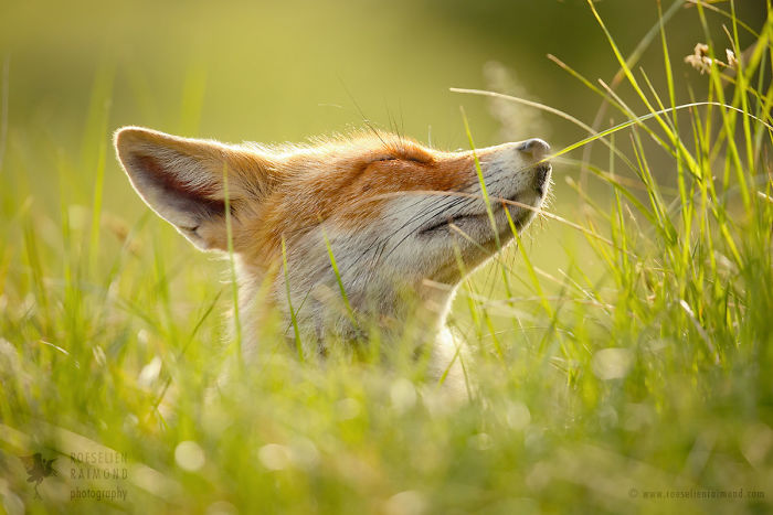 15 Mindful Foxes By Roeselien Raimond That Teach Us How To Master Life 15 Mindful Foxes By Roeselien Raimond That Teach Us How To Master Life