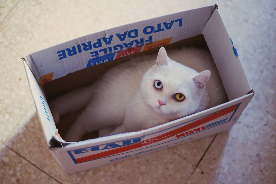 Tihon: Very Special Cat With Odd Eyes Tihon: Very Special Cat With Odd Eyes