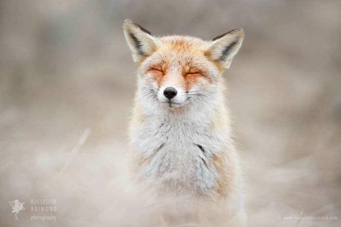 15 Mindful Foxes By Roeselien Raimond That Teach Us How To Master Life 15 Mindful Foxes By Roeselien Raimond That Teach Us How To Master Life