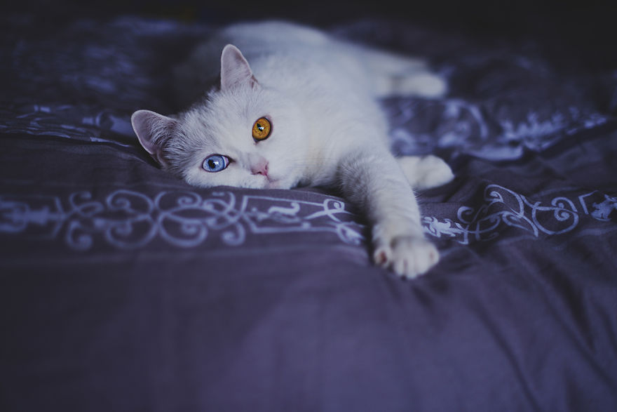 Tihon: Very Special Cat With Odd Eyes Tihon: Very Special Cat With Odd Eyes