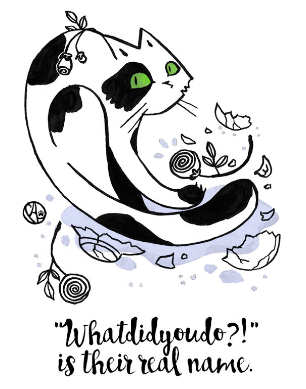 Of Every Cat On The Planet!