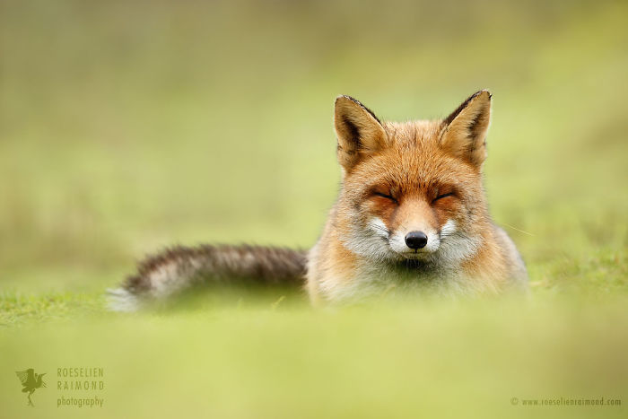 15 Mindful Foxes By Roeselien Raimond That Teach Us How To Master Life 15 Mindful Foxes By Roeselien Raimond That Teach Us How To Master Life