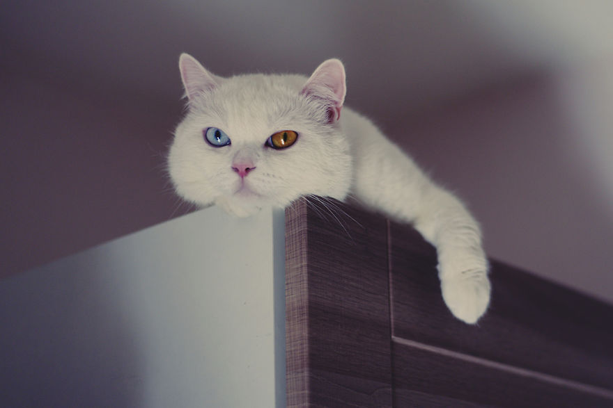 Tihon: Very Special Cat With Odd Eyes