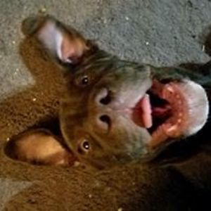 willardandakasha avatar