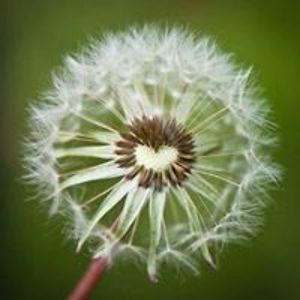 meccristman81 avatar