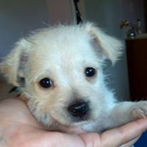 almosthvnwvgirl avatar