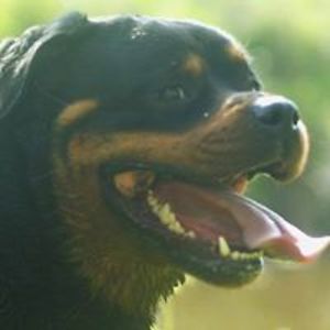 hapschaarshove avatar