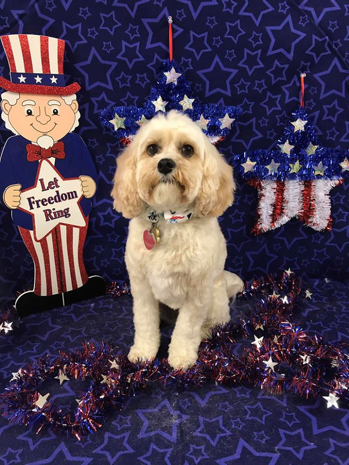 Who's A Patriotic Boy?