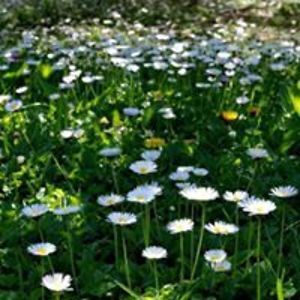 floristanlucia avatar