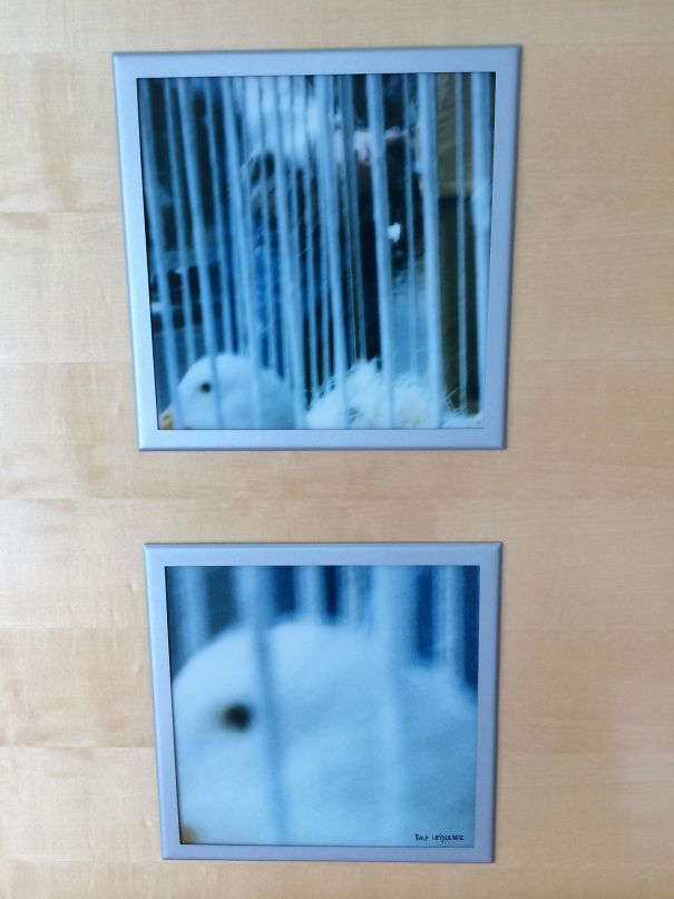 My Hotel Room Had Two Pictures Of A Duck In It