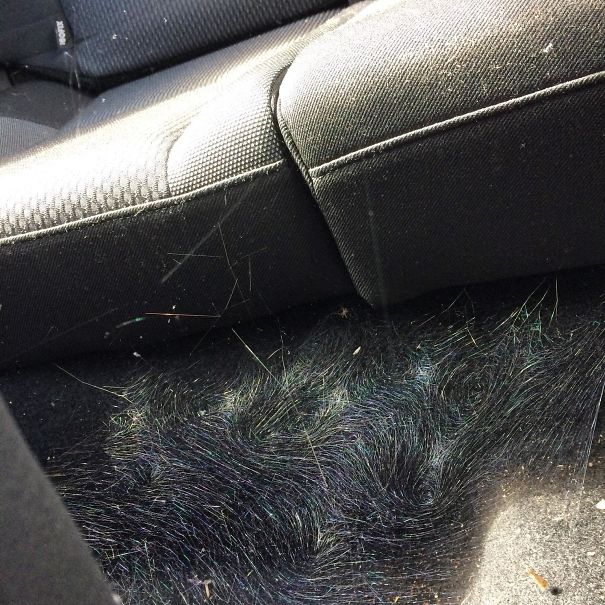 Spiderweb In A Car Looks Like A Van Gogh Painting
