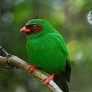 anthonyveasey avatar