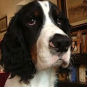 michaelconroy avatar