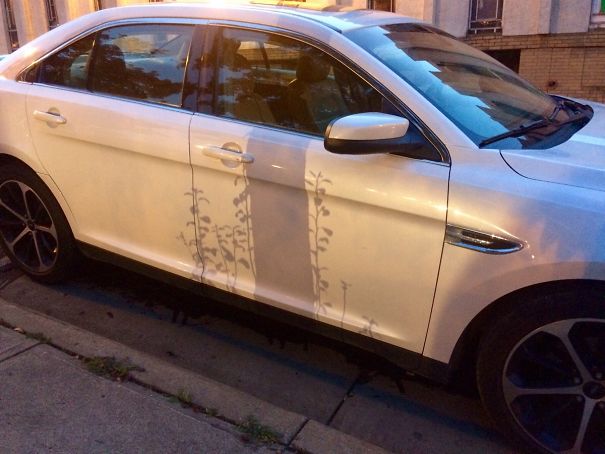 This Shadow Looks Like Decal Art On A Car