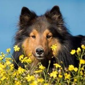 sobakareva_olga avatar