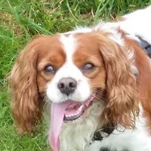 pet-priorities avatar