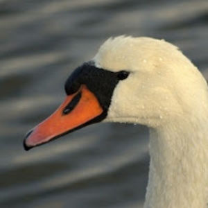 ingmarhendrikrohusaar avatar