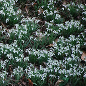 vatamanmihaela avatar