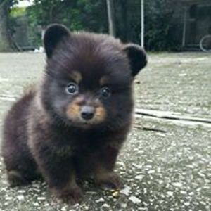 phoenix_deleon avatar