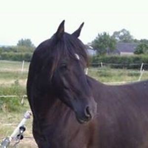 omi_miniatures avatar