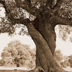 anaestrela_sintra avatar