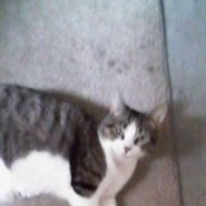 cupshurtucker avatar