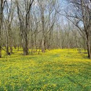 rondatoynails avatar