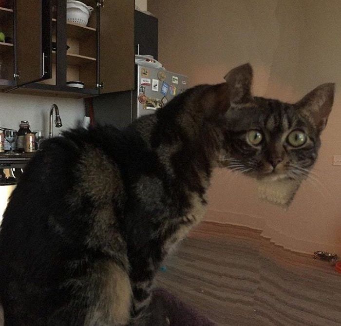 This Panorama Of My Cat Turned Out Pretty Well