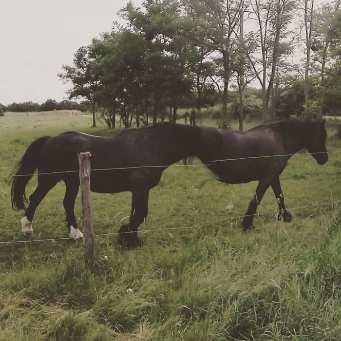 The Horse Moved As I Was Taking A Panorama. I Present You: The Horsetaur. Half Horse, Half Another Horse
