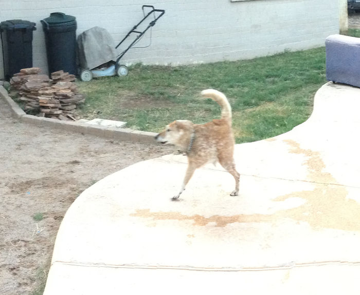 My Dog Walked Through The Panorama