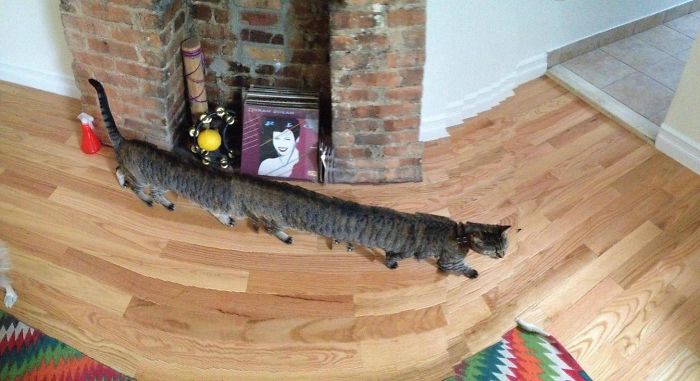 I Was Testing Out My Iphone's Panorama Feature And Then This Thing Walks Across The Room