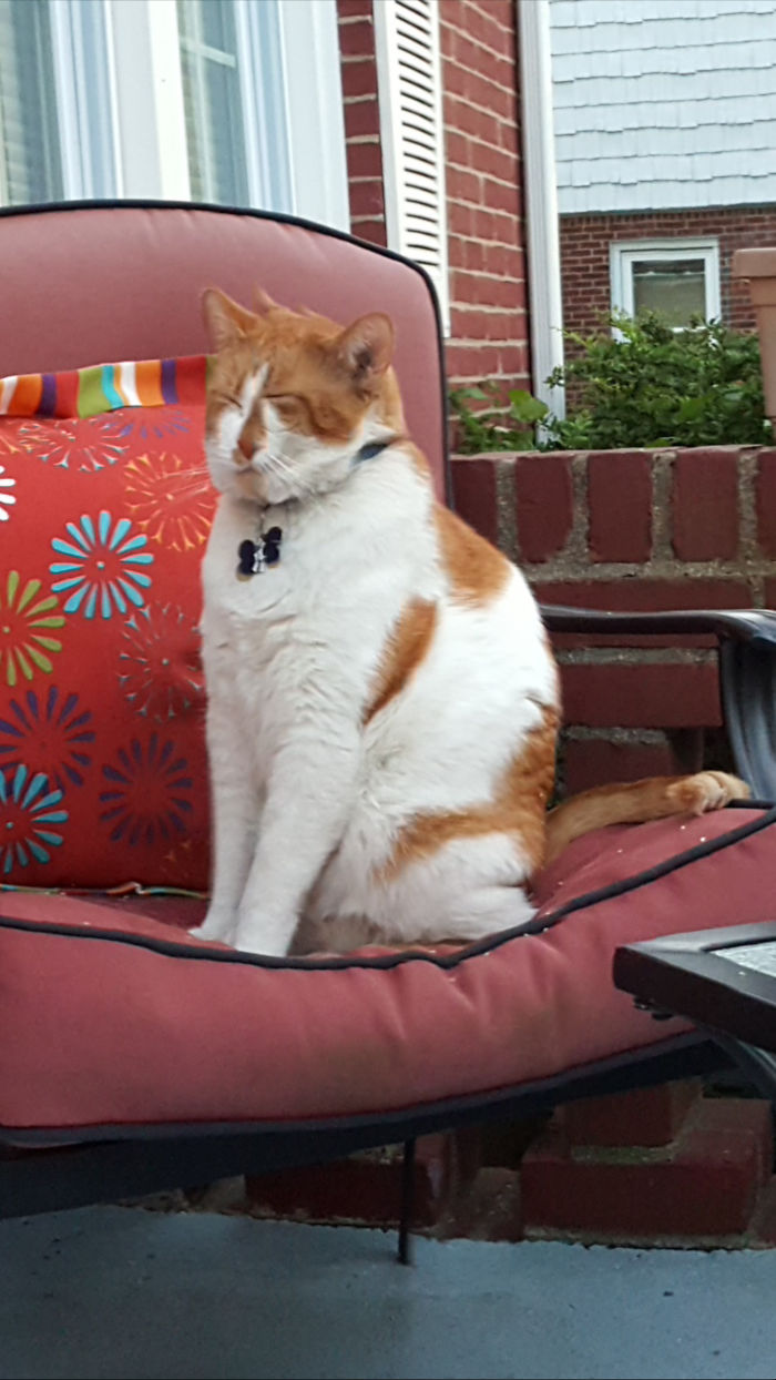 A Panoramic Image Catching My Cat Sneezing