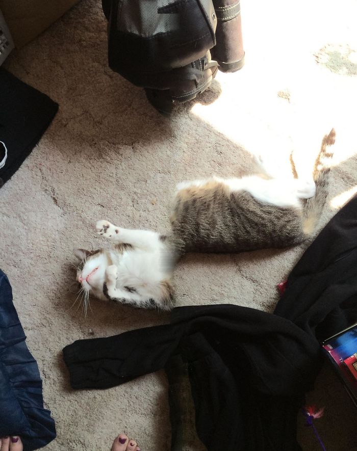 I Tried (And Failed) To Take A Panoramic Picture Of My Cat