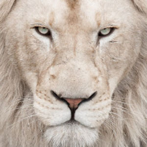 lowcountrylion avatar