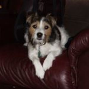 bporcella6230 avatar