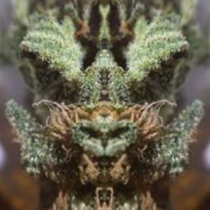 ragoh_whiteclaw avatar