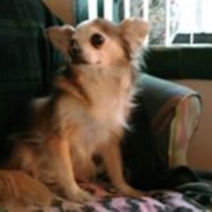 catjoes_creed avatar