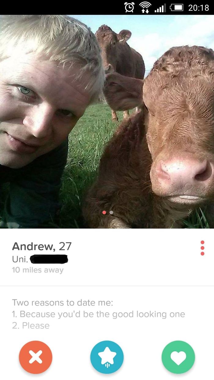 Man posing with cow on a funny Tinder profile highlighting humorous dating reasons.