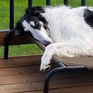 pascale_smith avatar