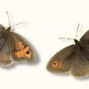 revrachel_wilson avatar