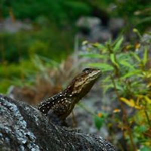 domme-kleuter avatar