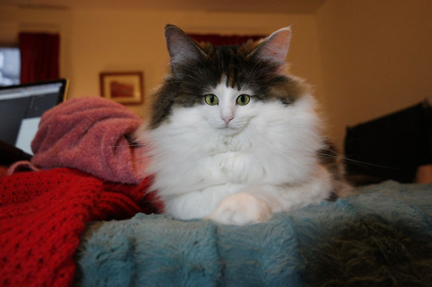 Cats With Tiny Faces