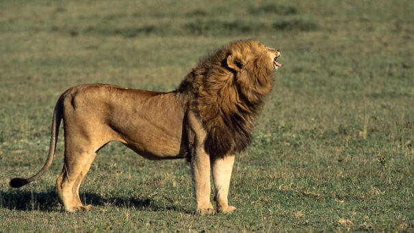 Cats With Tiny Faces